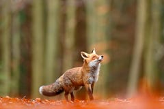 Cute Red Fox, Vulpes vulpes, fall forest. Beautiful animal in the nature habitat. Orange fox, detail portrait, Czech. Wildlife sce stock photography Cute Red Fox, Vulpes vulpes, fall forest. Beautiful animal in the nature habitat. Orange fox, detail portrait, Czech. Wildlife sce stock photography