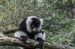 Cute ruffed black and white lemur monkey sitting on a tree branch and looking down adorable primate animal portrait stock photo Cute ruffed black and white lemur monkey sitting on a tree branch and looking down adorable primate animal portrait stock photo