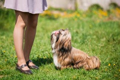 Cute Shih Tzu Toy Dog Sit In Green Spring Meadow. Playful Pet stock photo Cute Shih Tzu Toy Dog Sit In Green Spring Meadow. Playful Pet stock photo