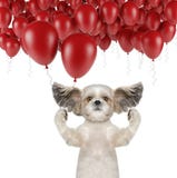 Cute shitzu dog with balloon Royalty Free Stock Image Cute shitzu dog with balloon Royalty Free Stock Image