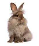 A cute sitting chocolate lionhead bunny rabbit stock photos A cute sitting chocolate lionhead bunny rabbit stock photos