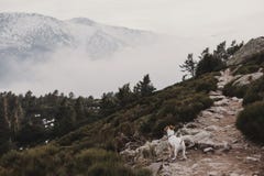 Cute Small Dog Standing On A Rock Snow Mountain Background Autumn Or Winter Concept Pets Outdoors Fog Stock Photo Image Of Model Path Cute Small Dog Standing On A Rock Snow Mountain Background Autumn Or Winter Concept Pets Outdoors Fog Stock Photo Image Of Model Path