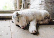 Cute and small puppy dog sleeping