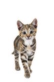 Cute Smiling Tabby Kitten Cat Walking Towards You Royalty Free Stock Images