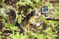 Cute squirrel out his hand to the small camera and makes selfie royalty free stock photo Cute squirrel out his hand to the small camera and makes selfie royalty free stock photo