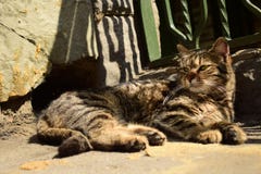 Cute stray cat, Tbilisi, Georgia royalty free stock photography Cute stray cat, Tbilisi, Georgia royalty free stock photography