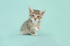 Cute Tabby Kitten Cat Sitting On A Turquoise Blue Background Stock Image