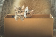 Cute tabby kittens in a box royalty free stock image Cute tabby kittens in a box royalty free stock image