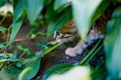 Cute tabby little kitten in the grass royalty free stock photos Cute tabby little kitten in the grass royalty free stock photos