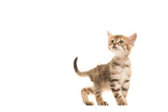 Cute tabby turkish angora baby cat walking and looking up stock photos Cute tabby turkish angora baby cat walking and looking up stock photos
