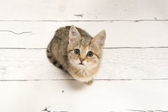 Cute Tabby Young Cat Looking Up Seen From A High Angle View On A Stock Photo