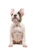 Cute almost white french bulldog puppy sitting and looking up. Isolated on a white background Royalty Free Stock Images Cute almost white french bulldog puppy sitting and looking up. Isolated on a white background Royalty Free Stock Images