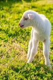 Cute white lamb sheep at spring on fresh green paddock royalty free stock photography Cute white lamb sheep at spring on fresh green paddock royalty free stock photography