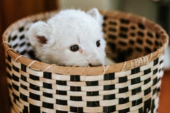 Cute white lion cub in brown basket stock photo Cute white lion cub in brown basket stock photo
