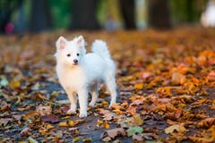 Cute White Puppy Royalty Free Stock Photo