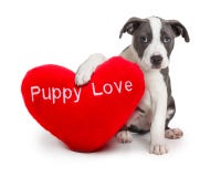 cute-yound-dog-holding-red-heart-shaped-