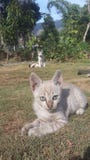 Cutes кота младенца стоковые изображения Cutes кота младенца стоковые изображения
