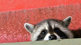 Cutest baby raccoon ever stock photo Cutest baby raccoon ever stock photo