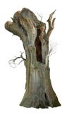 Cutout hollow tree. Ancient tree trunk