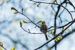 Cyanistes caeruleus obrazy royalty free Cyanistes caeruleus obrazy royalty free