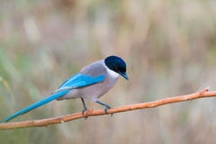 Cyanopica cyanus royaltyfria foton Cyanopica cyanus royaltyfria foton