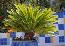 Cyca dans le grand pot bleu images stock Cyca dans le grand pot bleu images stock