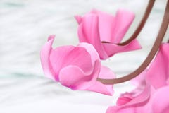 Cyclamen Blossoms Royalty Free Stock Photo