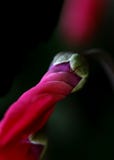 Cyclamen покрашенный рождеством на классическом черном Рембрандте как предпосылка стоковые изображения Cyclamen покрашенный рождеством на классическом черном Рембрандте как предпосылка стоковые изображения