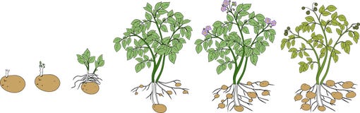 Cycle de croissance de plante de pomme de terre image stock Cycle de croissance de plante de pomme de terre image stock