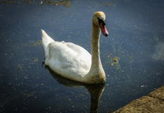 Cygne blanc dans un lac photo libre de droits Cygne blanc dans un lac photo libre de droits