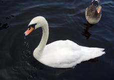 Cygne blanc et gris sur le lac images libres de droits Cygne blanc et gris sur le lac images libres de droits