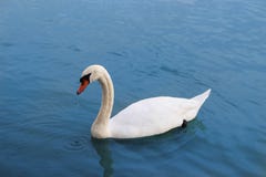 Cygne dans le bleu photos stock Cygne dans le bleu photos stock