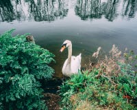 Cygne en Tamise par le feuillage sur la banque photographie stock libre de droits Cygne en Tamise par le feuillage sur la banque photographie stock libre de droits