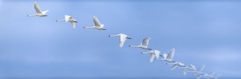 Cygne montant dans le ciel photos stock Cygne montant dans le ciel photos stock