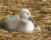 Cygne muet de bébé adorable juste 3 jours de Repos sur la literie faite de paille Images libres de droits Cygne muet de bébé adorable juste 3 jours de Repos sur la literie faite de paille Images libres de droits