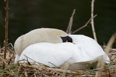 Cygne muet (olor de Cynus) sur le nid images stock Cygne muet (olor de Cynus) sur le nid images stock