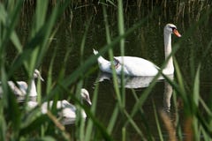 Cygnes photo stock Cygnes photo stock