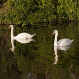 Cygnes et réflexions images stock Cygnes et réflexions images stock