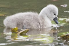 A cygnet on Southampton Common royalty free stock photos A cygnet on Southampton Common royalty free stock photos