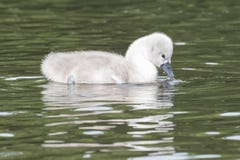 A cygnet on Southampton Common royalty free stock images A cygnet on Southampton Common royalty free stock images