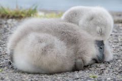 A cygnet sleeping beside the Boating Lake on Southampton Common stock photos A cygnet sleeping beside the Boating Lake on Southampton Common stock photos