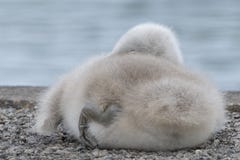 A cygnet sleeping beside the Boating Lake on Southampton Common royalty free stock photography A cygnet sleeping beside the Boating Lake on Southampton Common royalty free stock photography