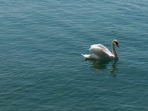 Cygnus - swan
