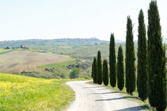 Cypress Trees And Yellow Flowers On Dirt Road Stock Photo
