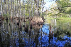 Cypress trees of Fisheating Creek, Florida. stock images Cypress trees of Fisheating Creek, Florida. stock images