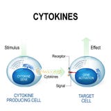 Cytokines inkluderar interferoner, interleukins, lymphokines Arkivbild Cytokines inkluderar interferoner, interleukins, lymphokines Arkivbild