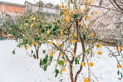 Cytryna ogród w zimie Cytryny drzewo z żółtymi cytrynami w sno fotografia stock Cytryna ogród w zimie Cytryny drzewo z żółtymi cytrynami w sno fotografia stock
