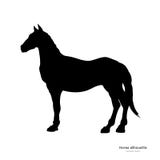  Czarna sylwetka koń Odosobniony szczegółowy rysunek mustang na białym tle Boczny widok Ilustracja Wektor