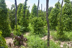Czarnego pieprzu plantacja obraz stock Czarnego pieprzu plantacja obraz stock