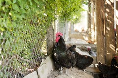 Czarny australorp kogut zdjęcie stock Czarny australorp kogut zdjęcie stock